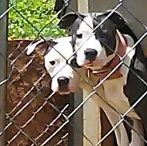 Meet your Posher, Avery